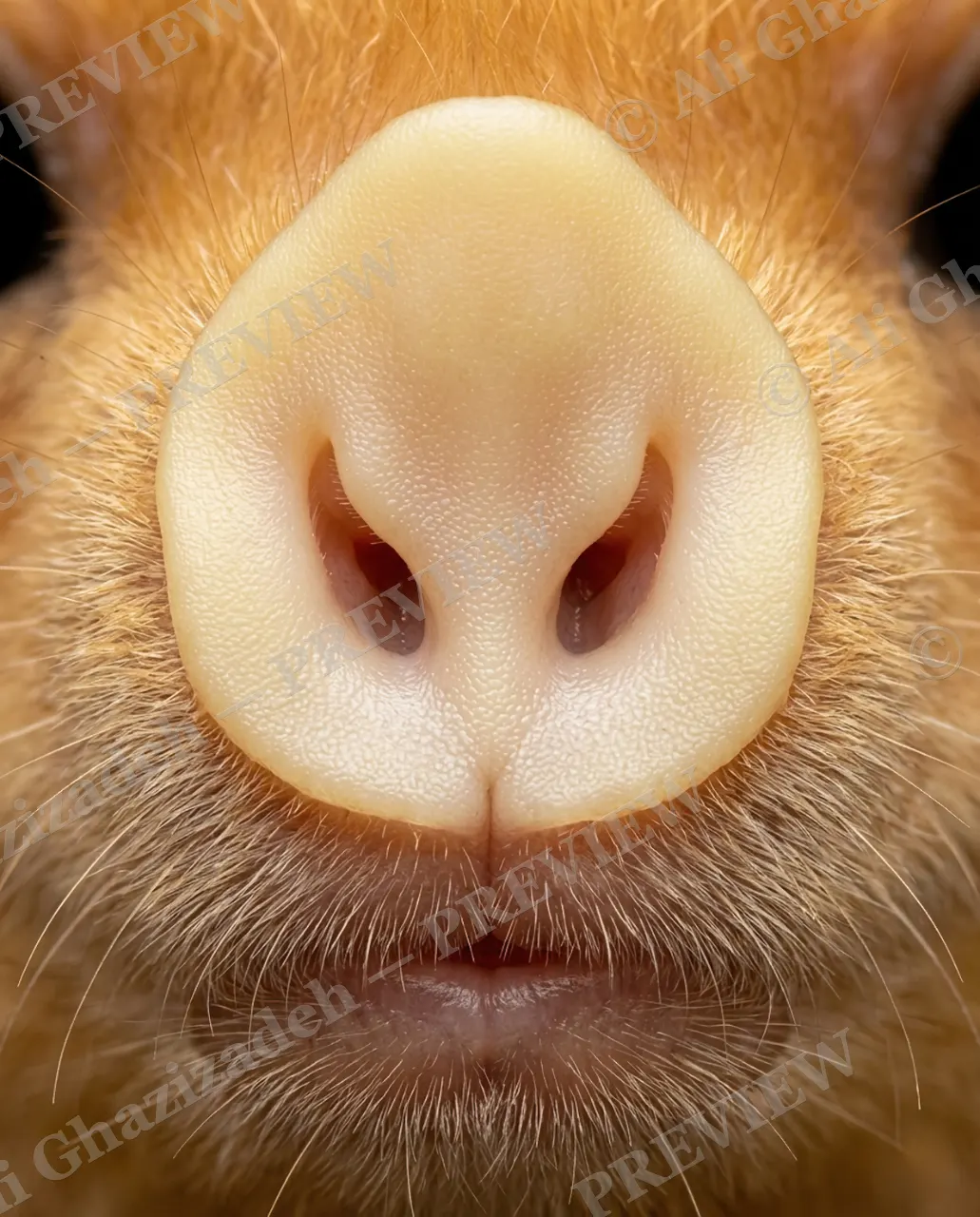 The Nose Knows — Soft and Pale — Mole artwork by Ali Ghazizadeh