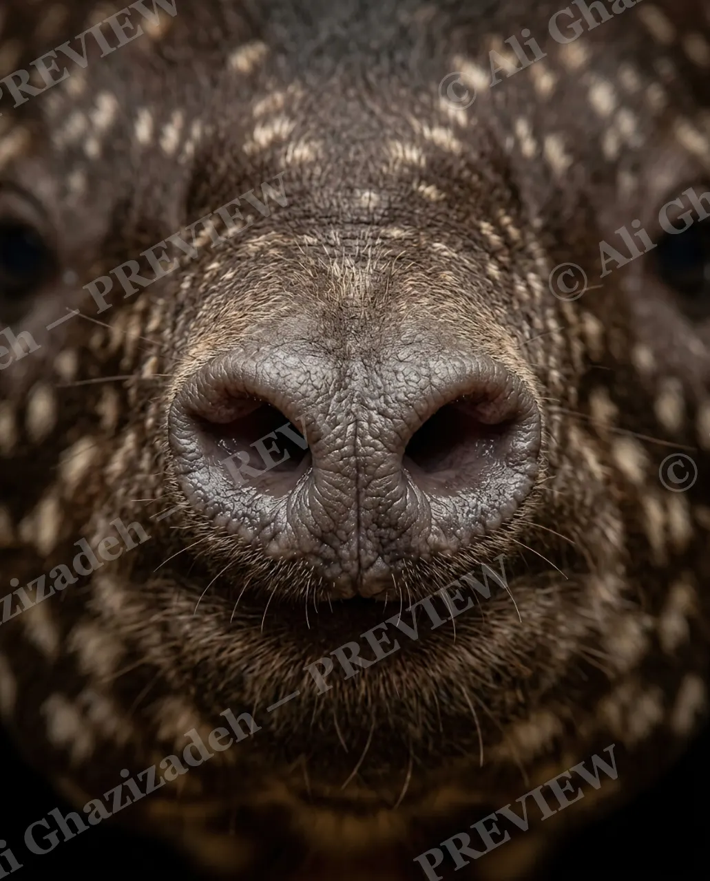 The Nose Knows — Spotted and Sniffing — Mole artwork by Ali Ghazizadeh