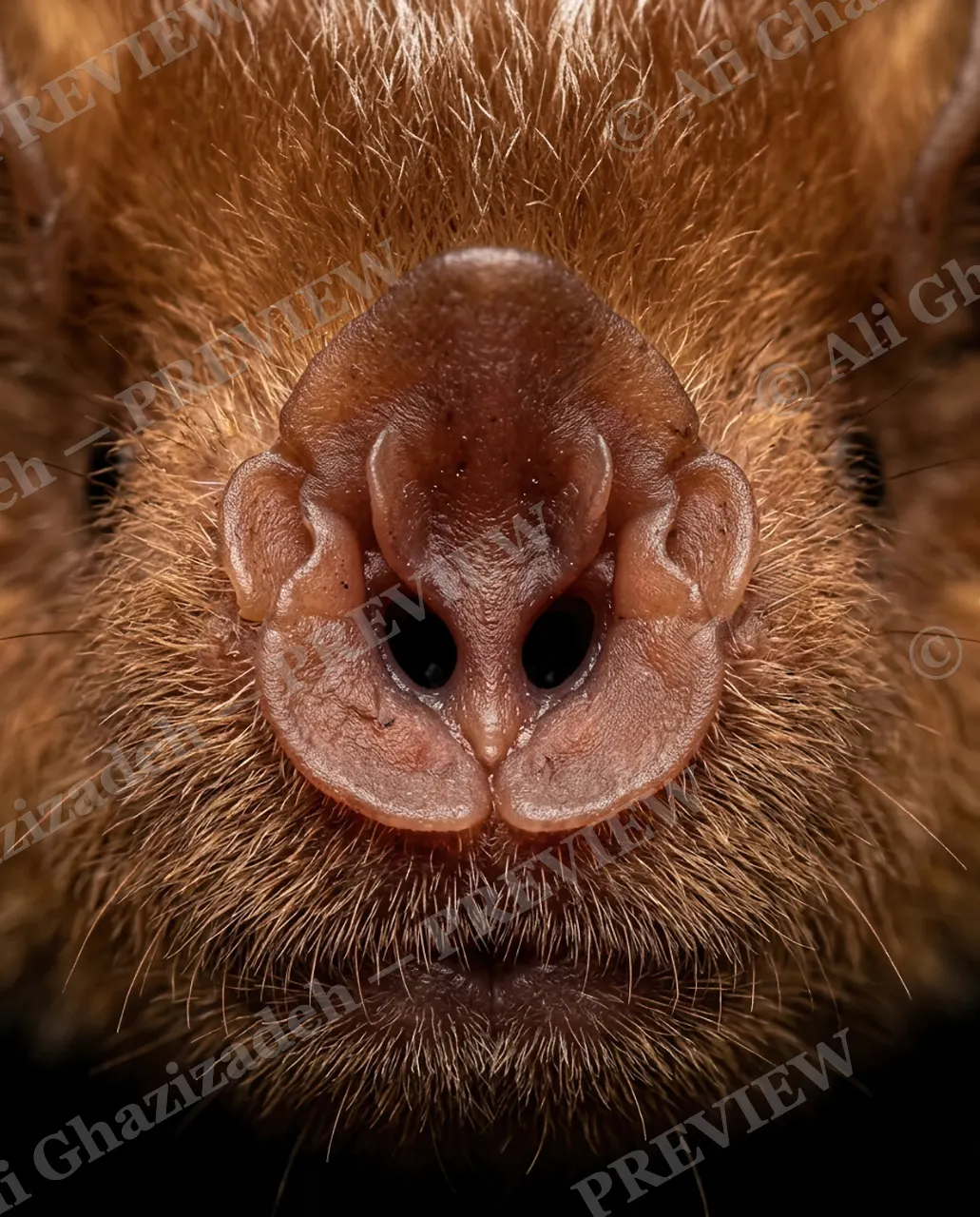 The Nose Knows — Tiny Twin Hoods — Mole artwork by Ali Ghazizadeh