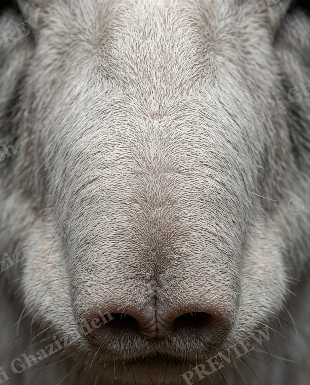 The Nose Knows — Woolly Muzzle — Mole artwork by Ali Ghazizadeh