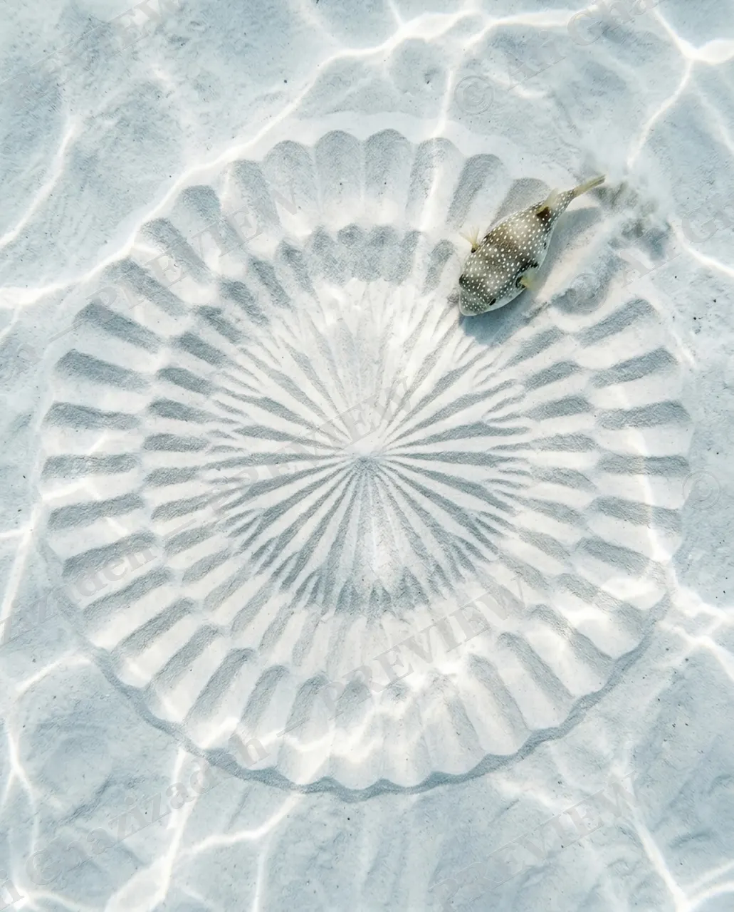 Underwater Crop Circle — The Sand Mandala — Pufferfish artwork by Ali Ghazizadeh