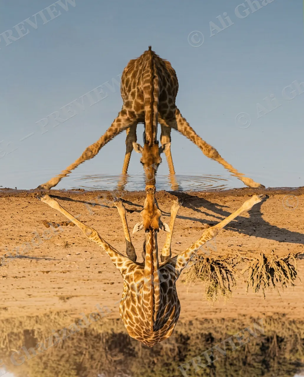 Double Vision — Perfect Symmetry — Giraffe artwork by Ali Ghazizadeh
