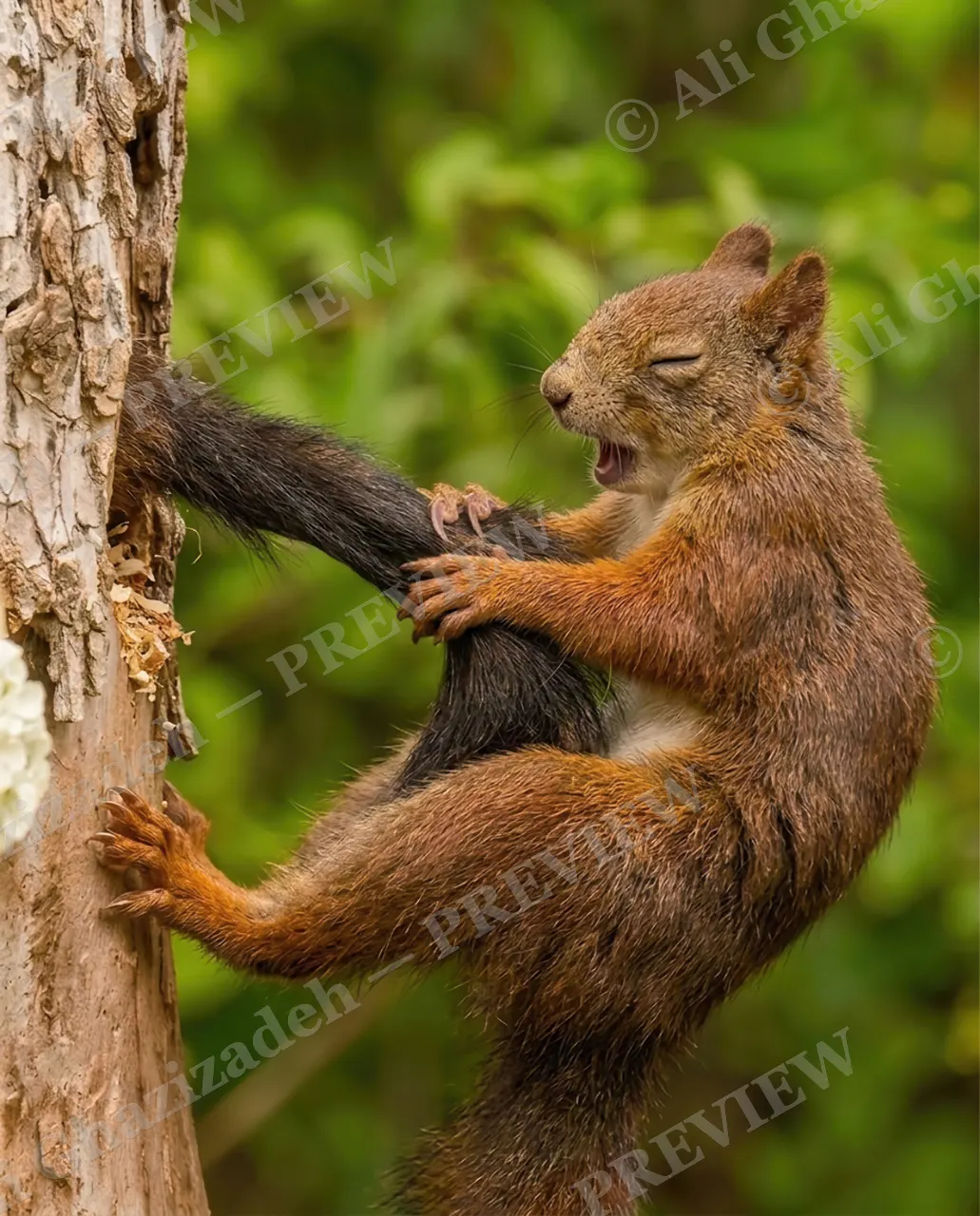Tail Betrayal — The Grip Tightens — Tree squirrel artwork by Ali Ghazizadeh