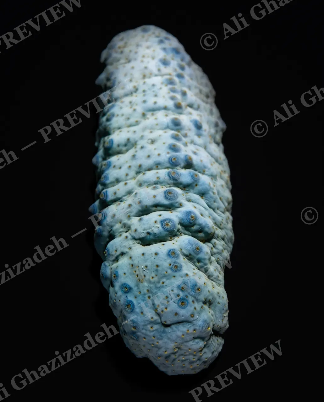 The Uncucumber — Eyes of the Deep — Sea cucumber artwork by Ali Ghazizadeh