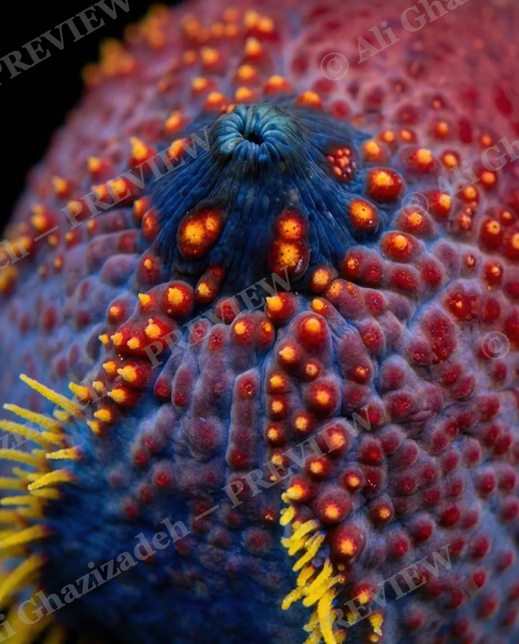 The Uncucumber — First Bloom — Sea cucumber artwork by Ali Ghazizadeh