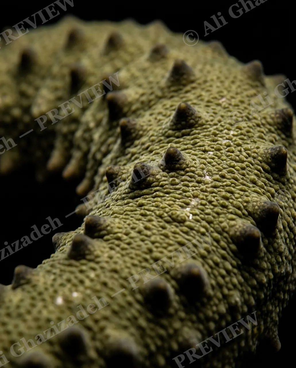 The Uncucumber — Full Circle — Sea cucumber artwork by Ali Ghazizadeh