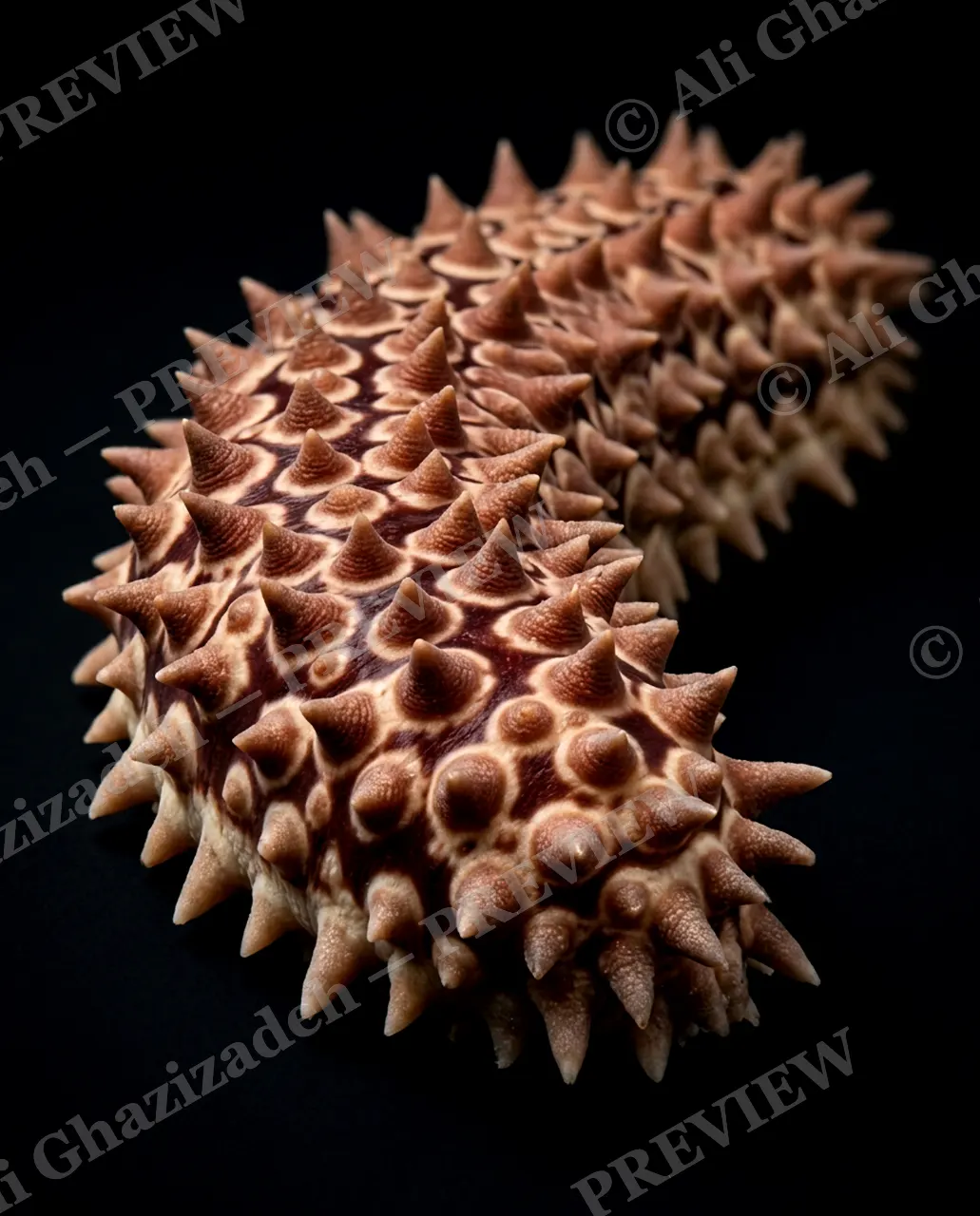 The Uncucumber — Spiked Armor — Sea cucumber artwork by Ali Ghazizadeh