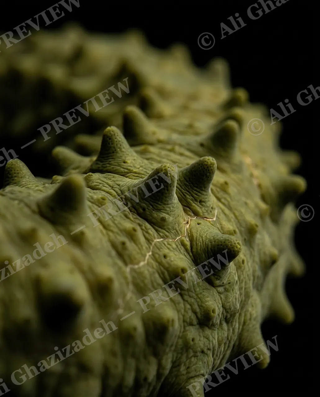 The Uncucumber — Stitched Together — Sea cucumber artwork by Ali Ghazizadeh