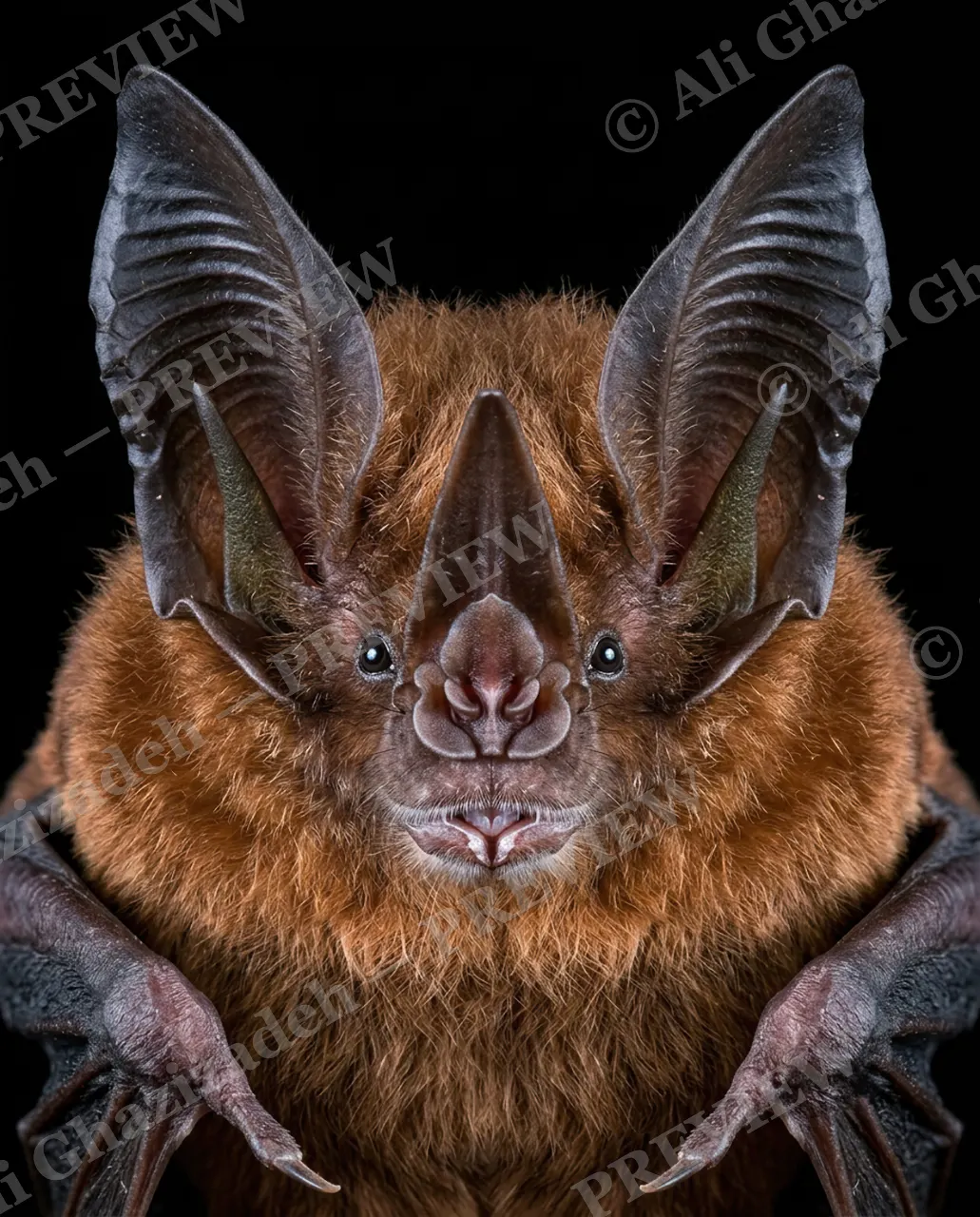 The Usual Suspects — All Ears — Bat artwork by Ali Ghazizadeh
