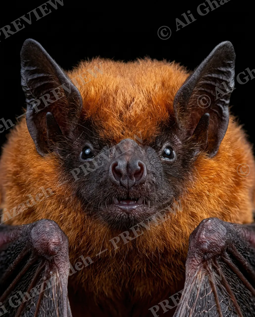 The Usual Suspects — Copper Coat — Bat artwork by Ali Ghazizadeh