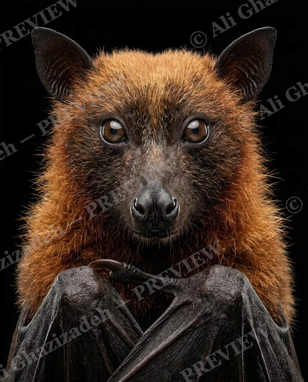 The Usual Suspects — Gentle Giant — Bat artwork by Ali Ghazizadeh