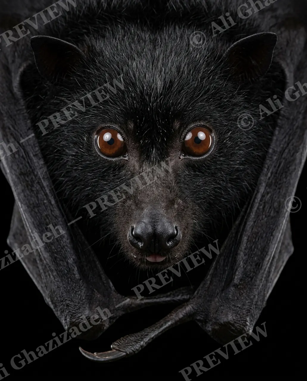 The Usual Suspects — Midnight Stare — Bat artwork by Ali Ghazizadeh