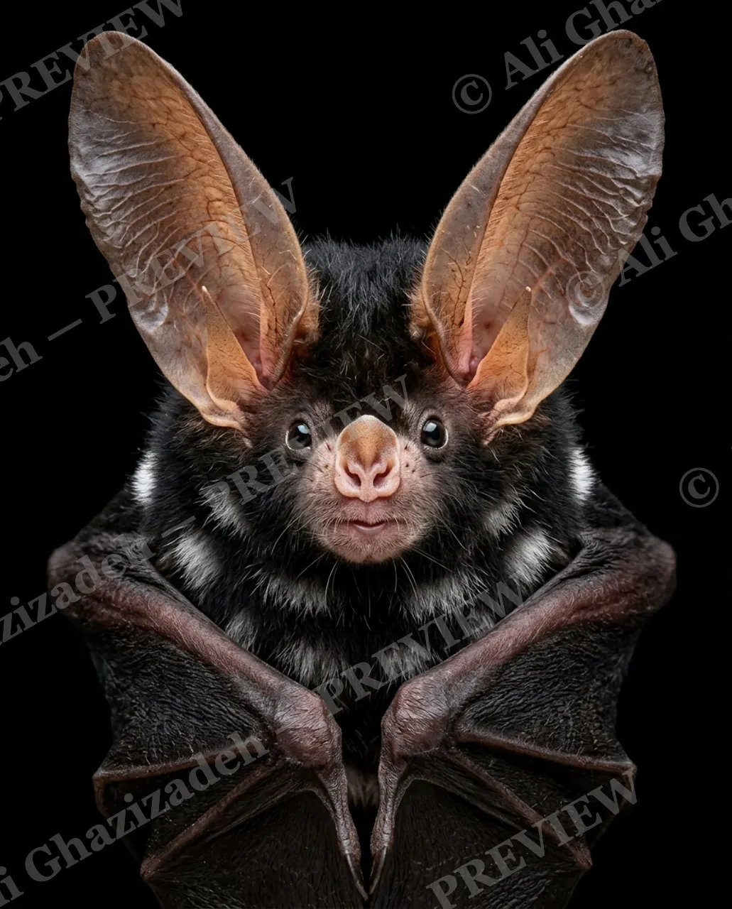 The Usual Suspects — Radar Dish — Bat artwork by Ali Ghazizadeh