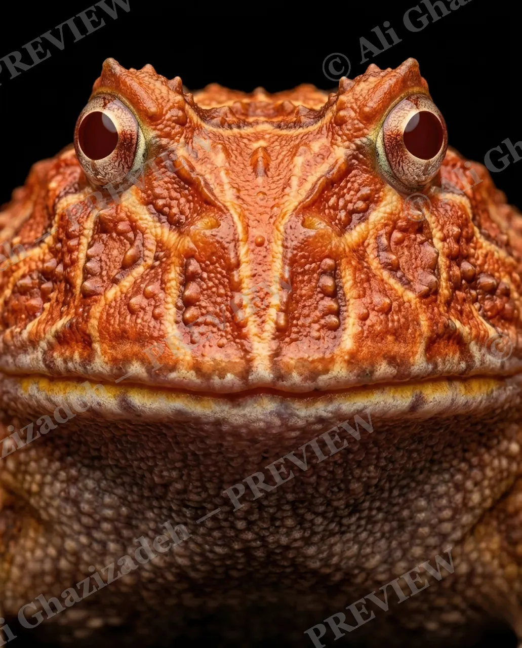 The Usual Suspects — Copper Horns — Frog artwork by Ali Ghazizadeh
