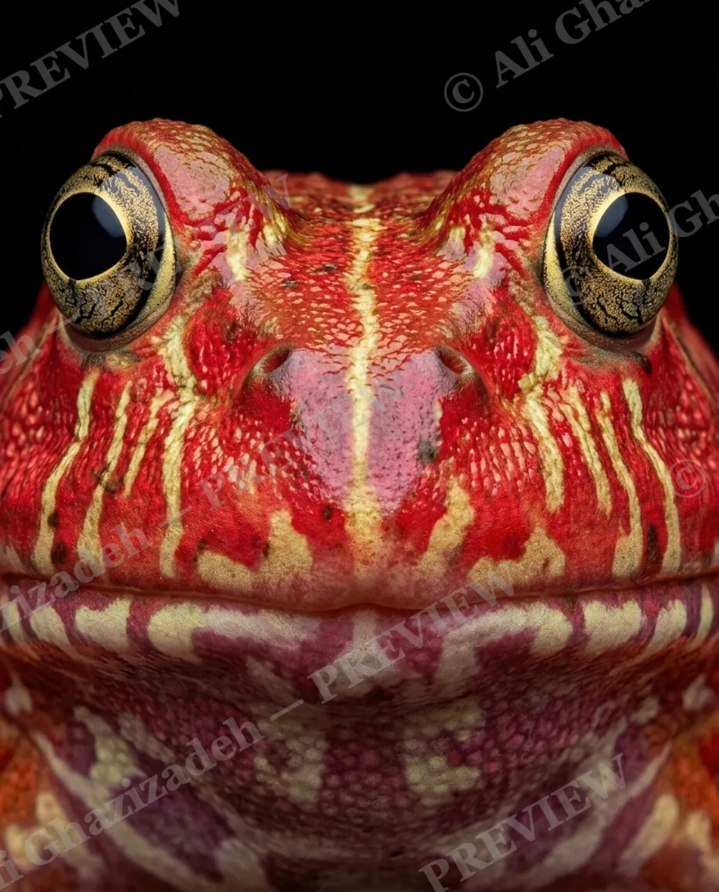 The Usual Suspects — Crimson Ladder — Frog artwork by Ali Ghazizadeh