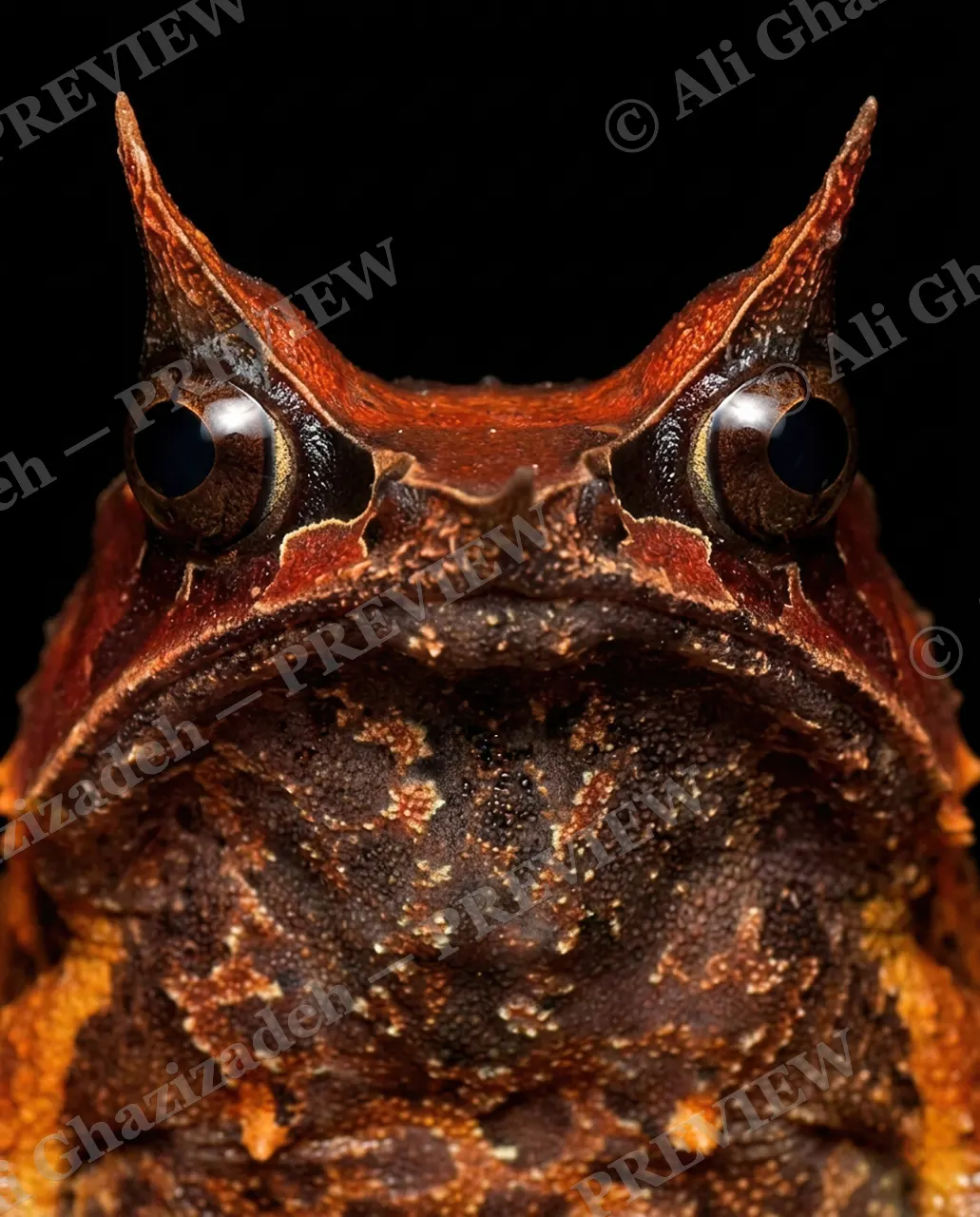 The Usual Suspects — Ember Horns — Frog artwork by Ali Ghazizadeh