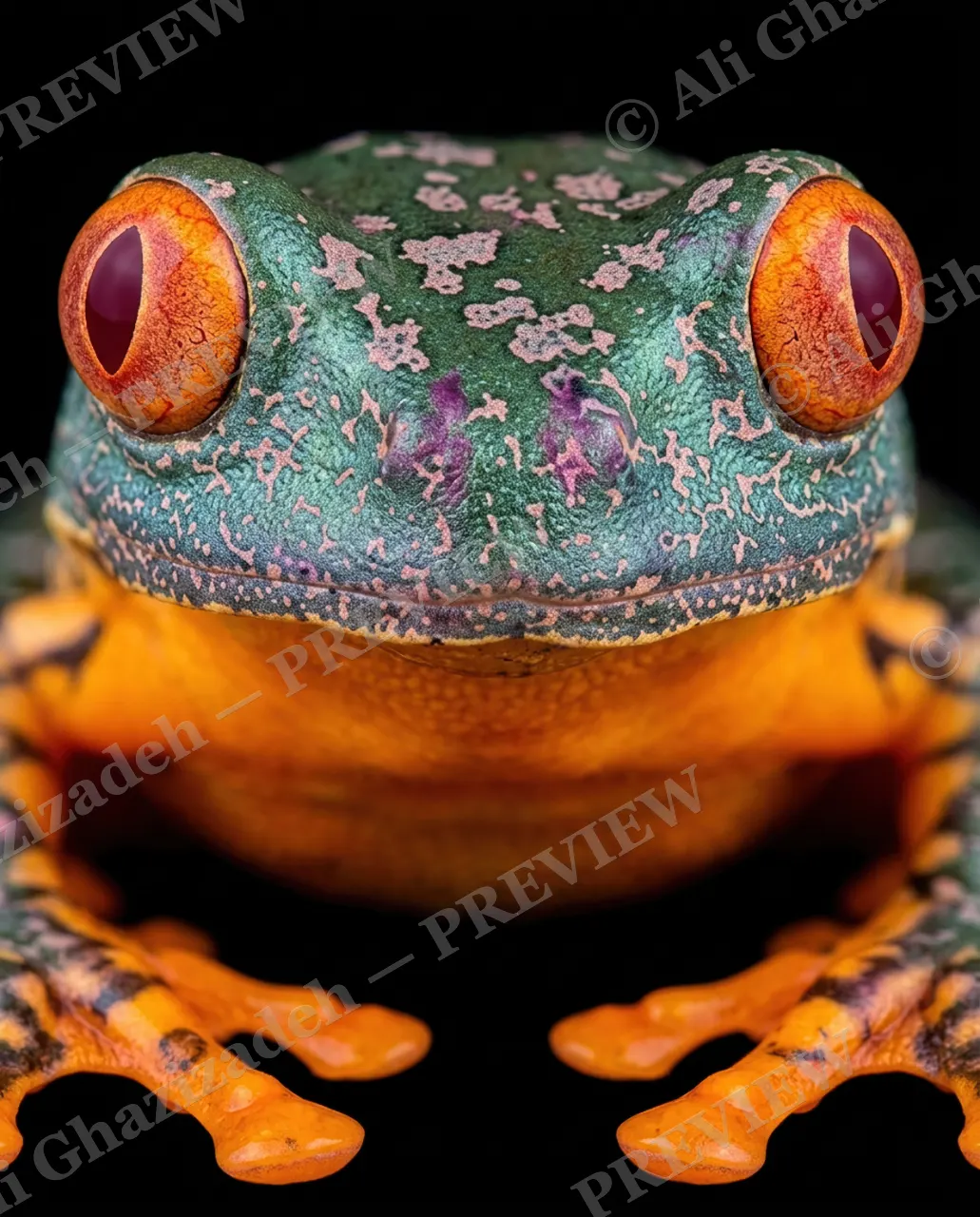 The Usual Suspects — Ember Toes — Frog artwork by Ali Ghazizadeh