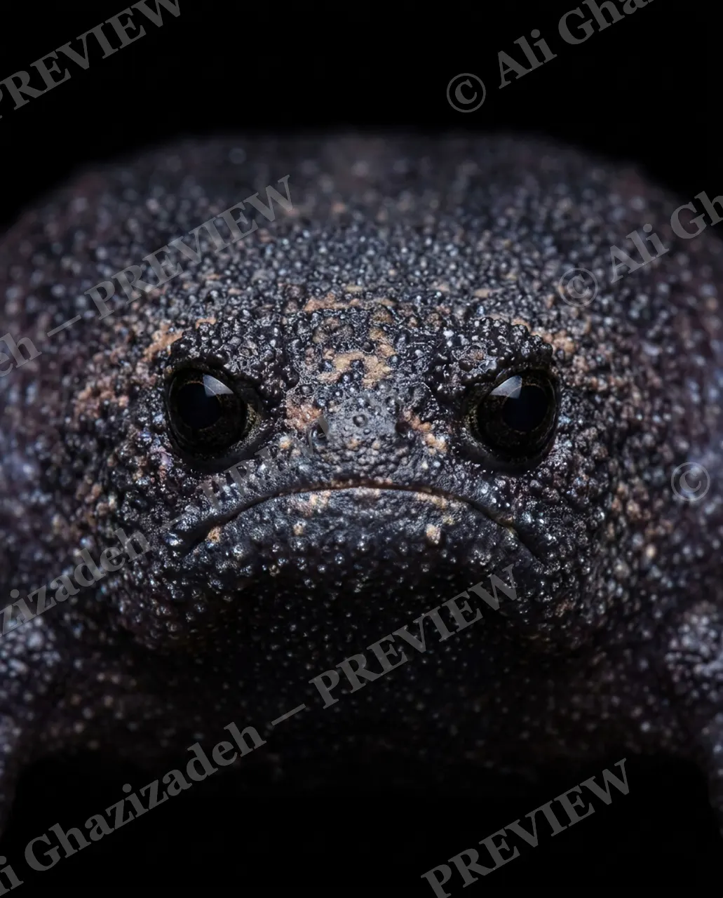 The Usual Suspects — Emerging Shadow — Frog artwork by Ali Ghazizadeh