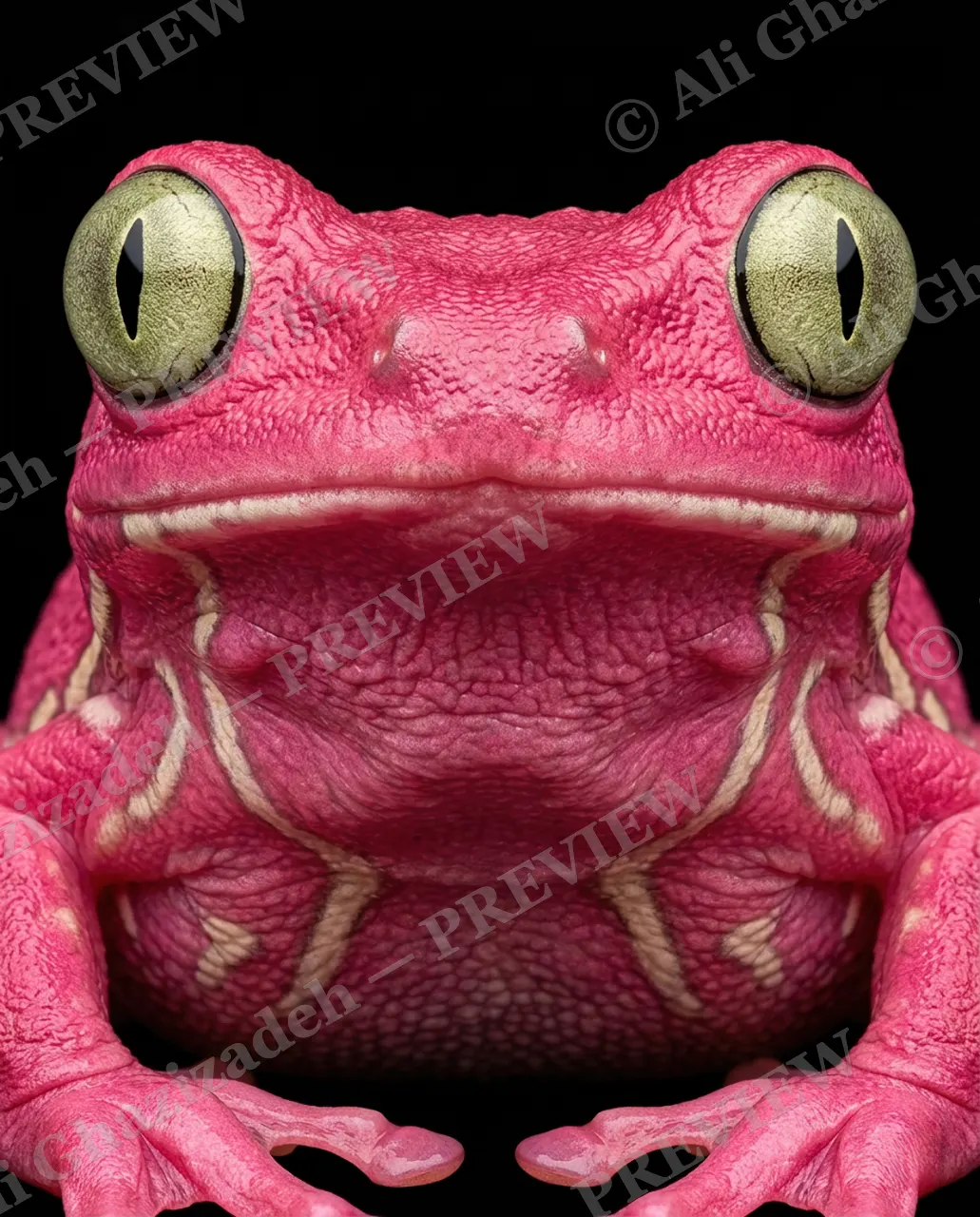 The Usual Suspects — Hot Pink Stare — Frog artwork by Ali Ghazizadeh