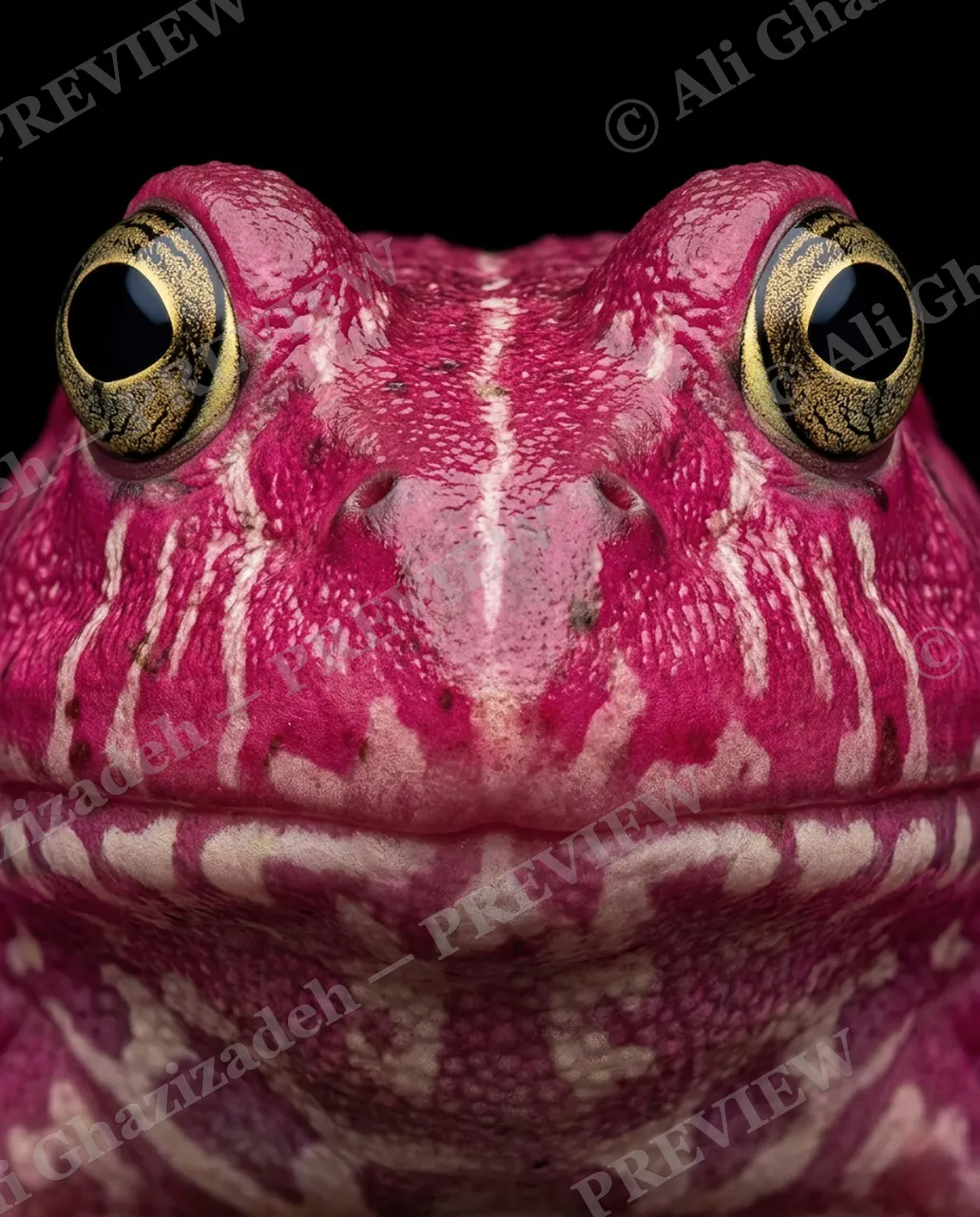 The Usual Suspects — Magenta Stare — Frog artwork by Ali Ghazizadeh