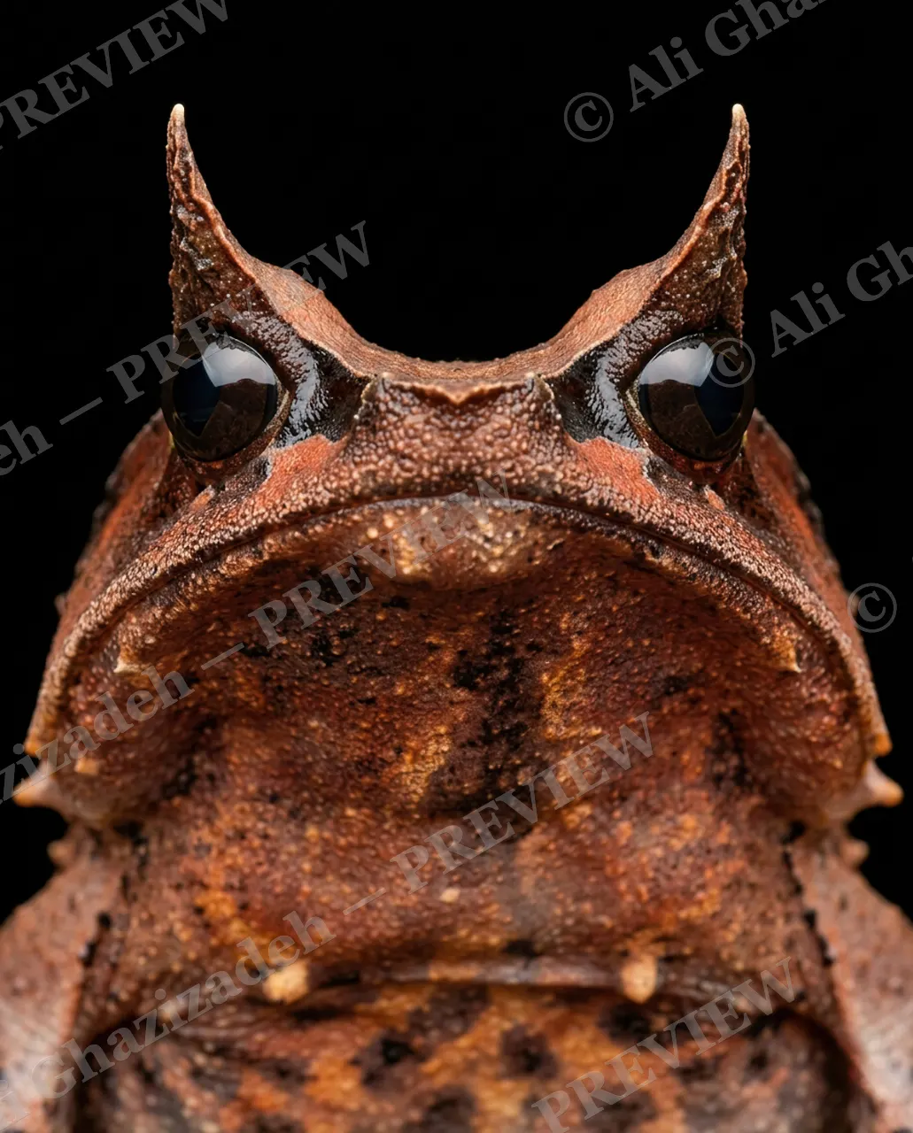 The Usual Suspects — The Horned Sentinel — Frog artwork by Ali Ghazizadeh