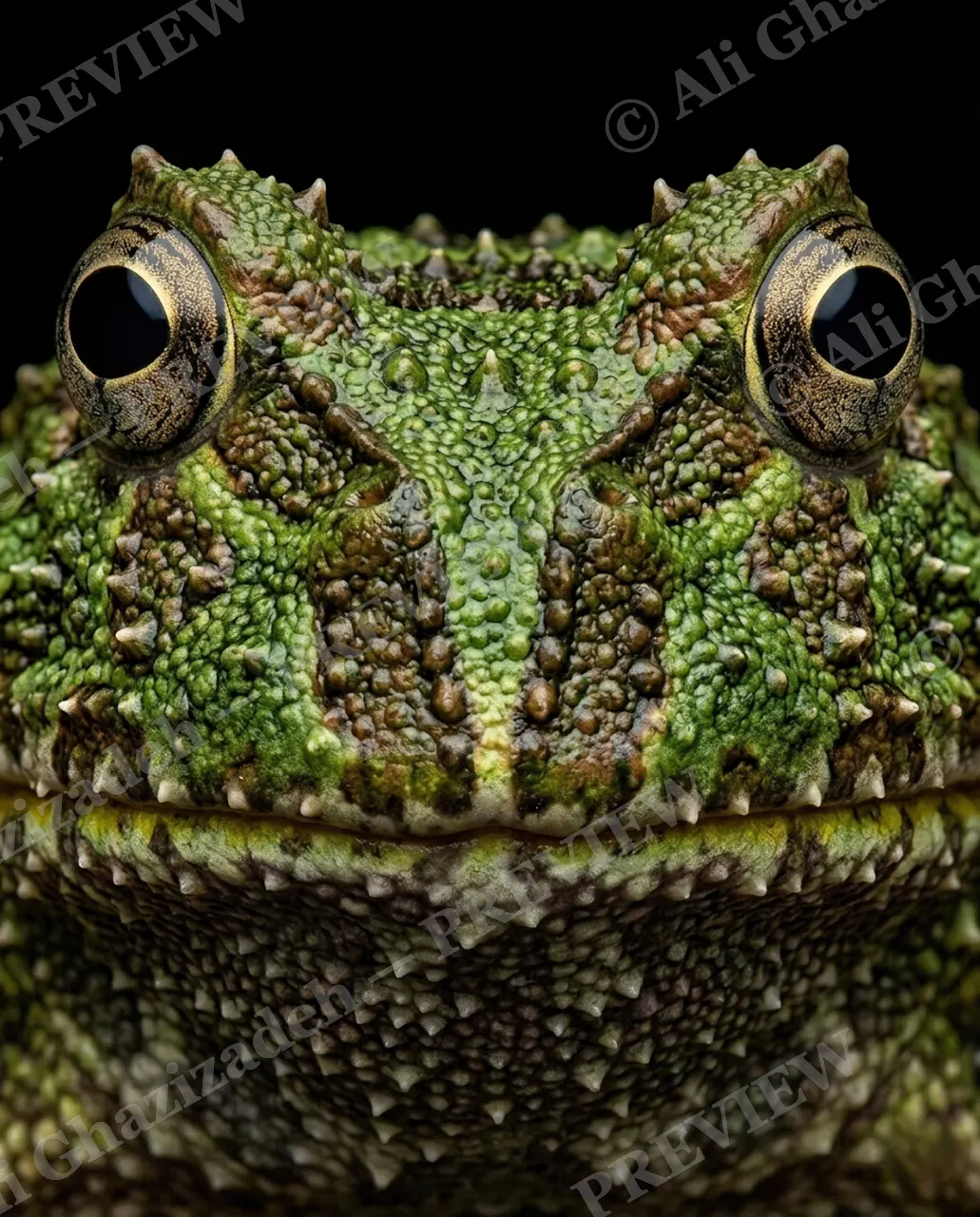 The Usual Suspects — Mossy Spikes — Frog artwork by Ali Ghazizadeh