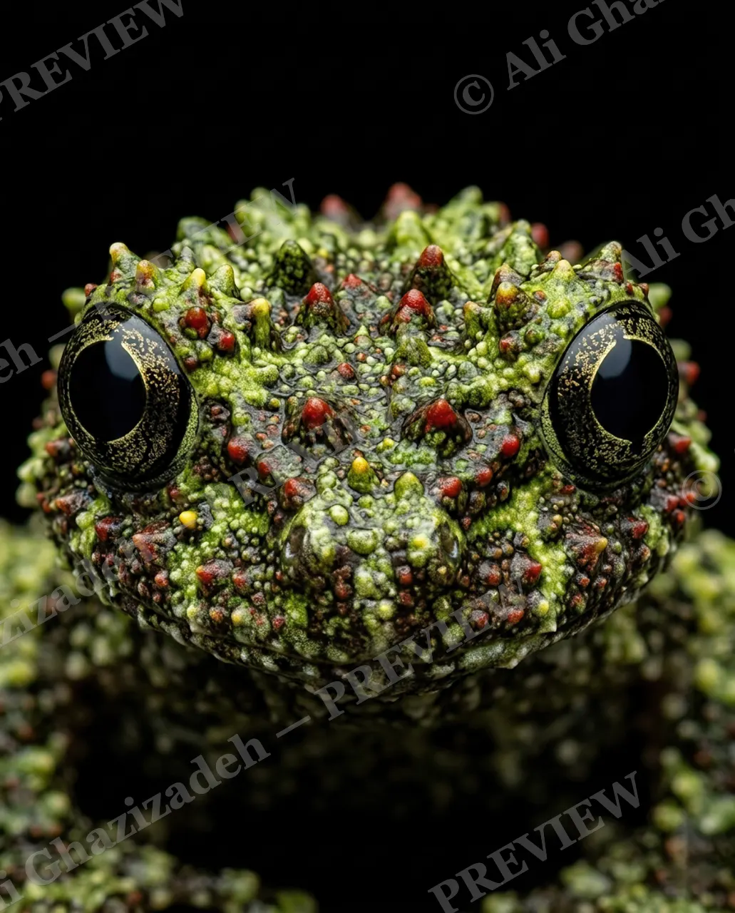 The Usual Suspects — Spiky Crown — Frog artwork by Ali Ghazizadeh