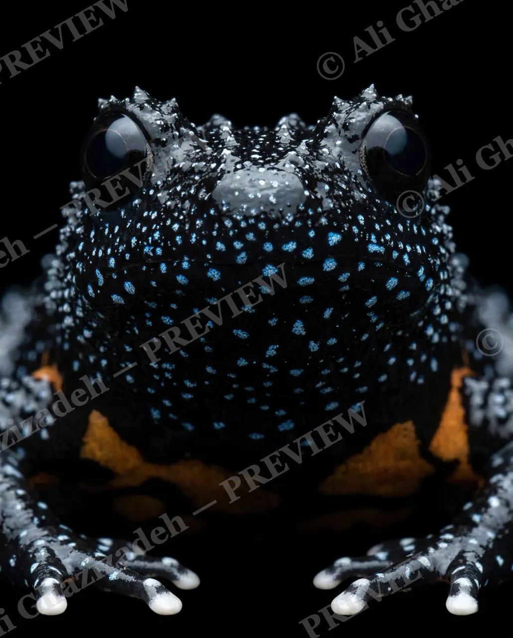 The Usual Suspects — Starlit Night — Frog artwork by Ali Ghazizadeh