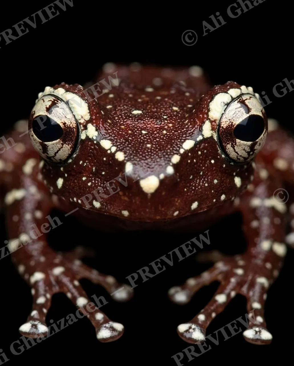 The Usual Suspects — Starry Maroon — Frog artwork by Ali Ghazizadeh