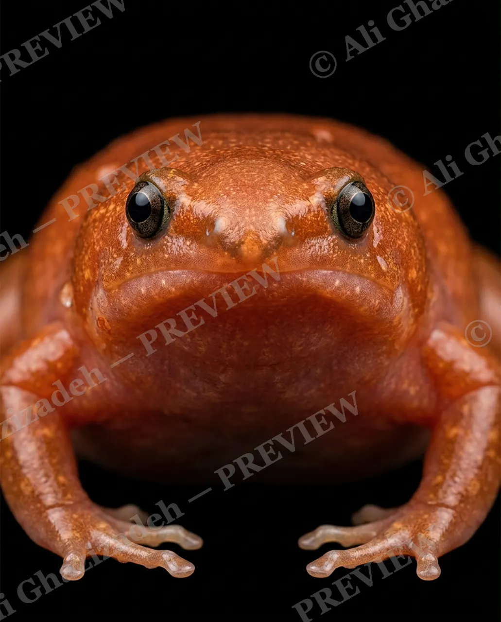 The Usual Suspects — Sunset Toad — Frog artwork by Ali Ghazizadeh