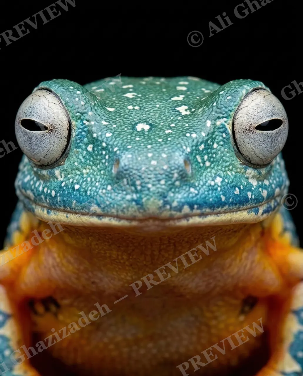 The Usual Suspects — Teal Dreamer — Frog artwork by Ali Ghazizadeh