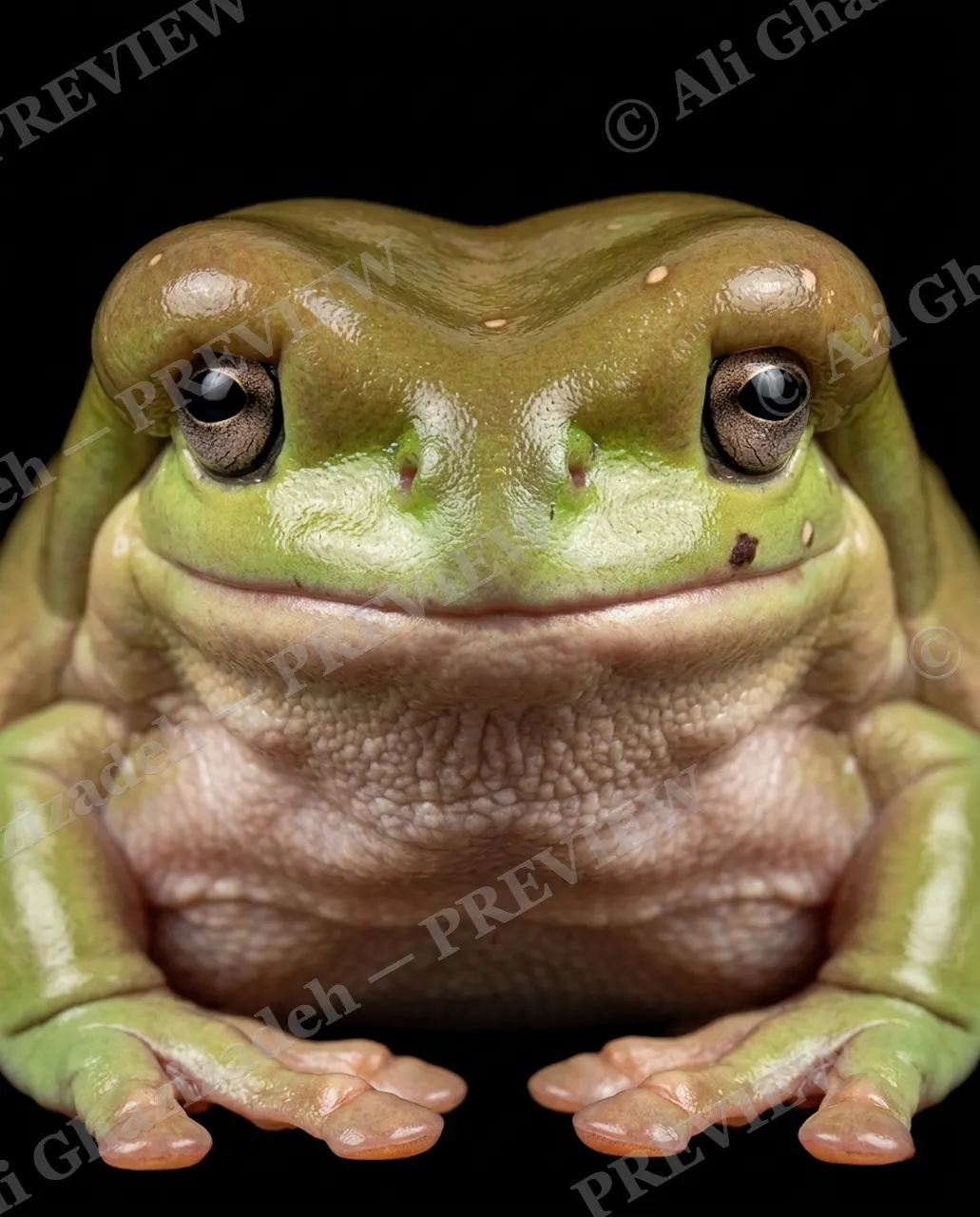 The Usual Suspects — The Calm Giant — Frog artwork by Ali Ghazizadeh