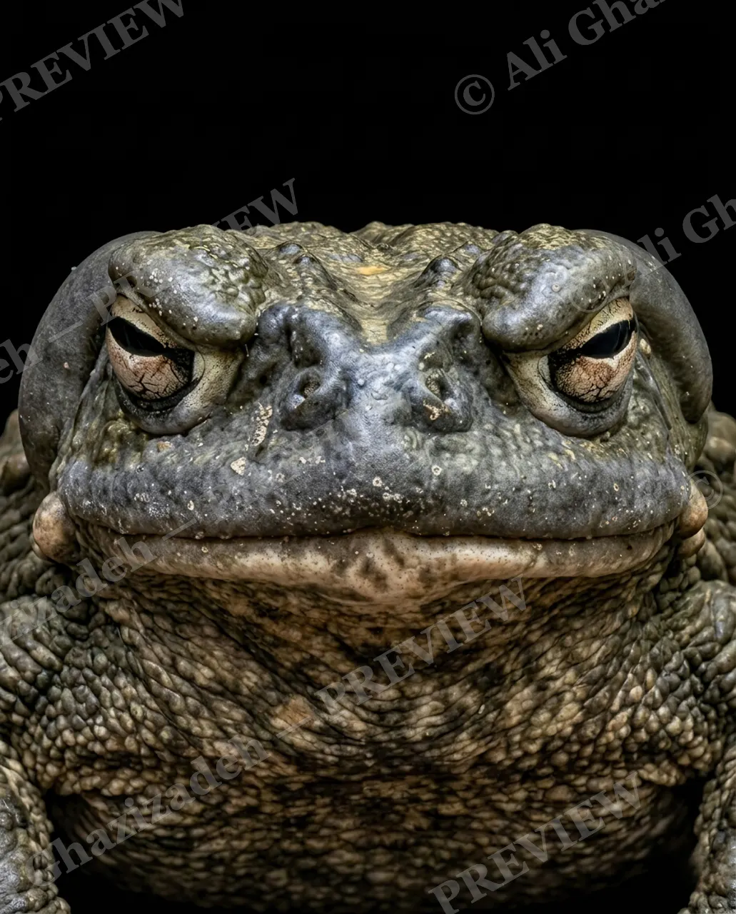 The Usual Suspects — The Heavy-Lidded Grump — Frog artwork by Ali Ghazizadeh