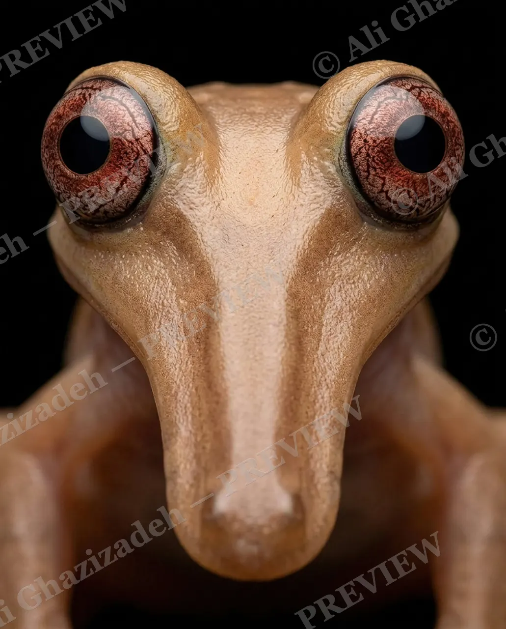 The Usual Suspects — The Long Stare — Frog artwork by Ali Ghazizadeh