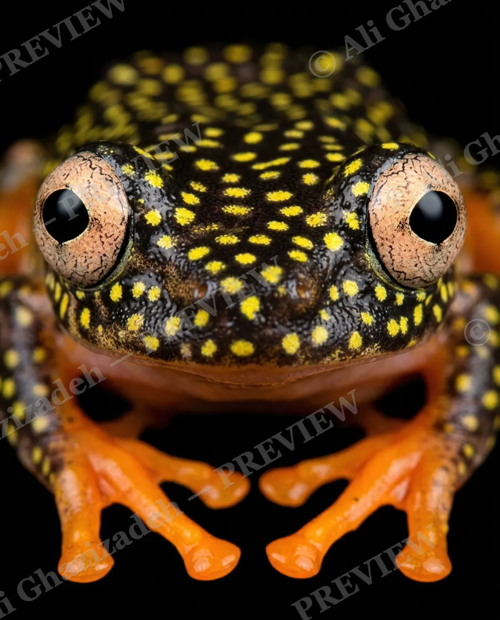 The Usual Suspects — Yellow Polka Dots — Frog artwork by Ali Ghazizadeh
