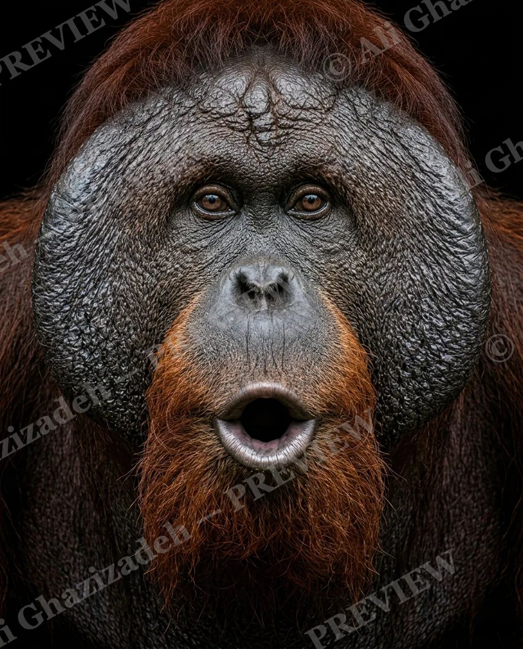 The Usual Suspects — Caught Mid-Gasp — Bornean orangutan artwork by Ali Ghazizadeh
