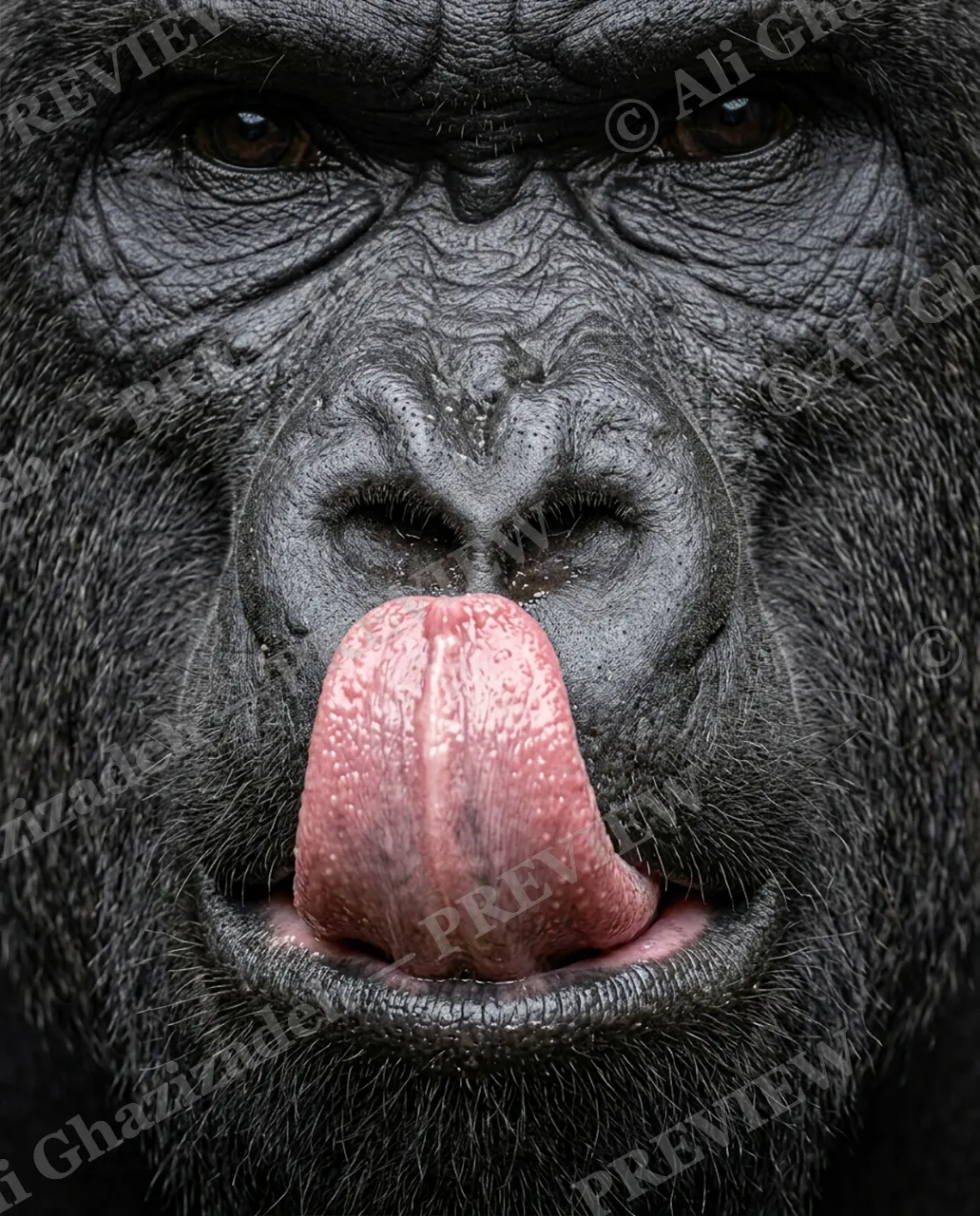The Usual Suspects — Cheeky Tongue — Bornean orangutan artwork by Ali Ghazizadeh