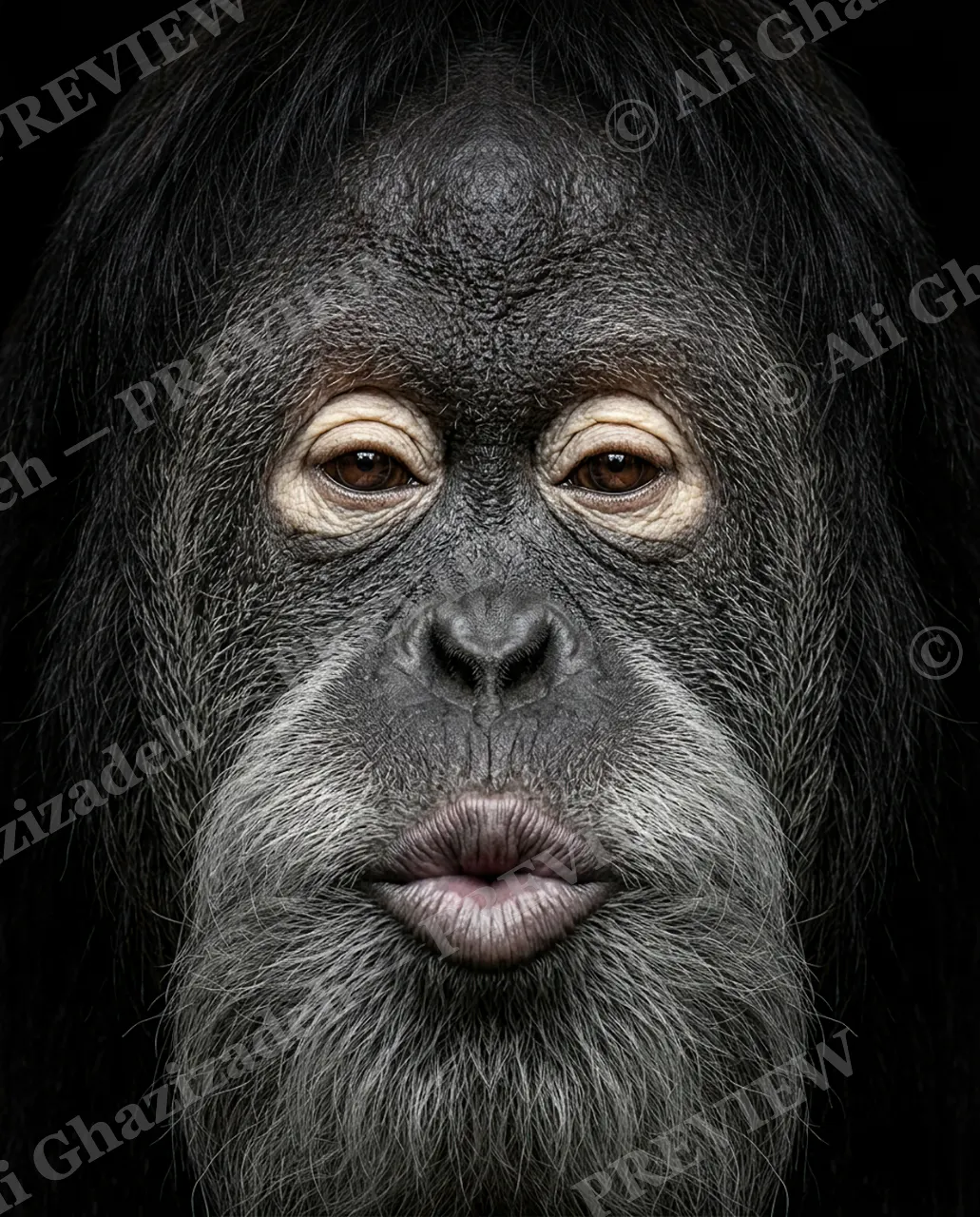 The Usual Suspects — Final Word — Bornean orangutan artwork by Ali Ghazizadeh