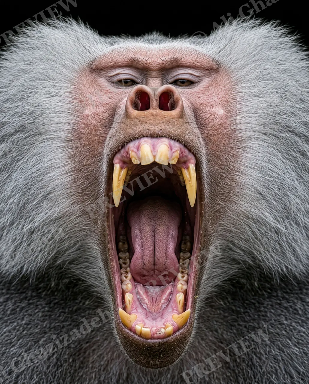 The Usual Suspects — Full-Throated Roar — Bornean orangutan artwork by Ali Ghazizadeh
