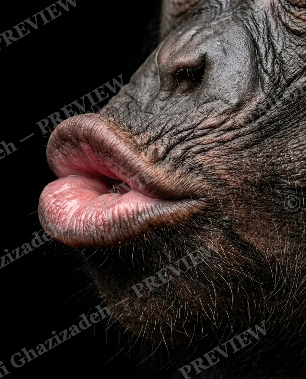 The Usual Suspects — Puckered Up — Bornean orangutan artwork by Ali Ghazizadeh