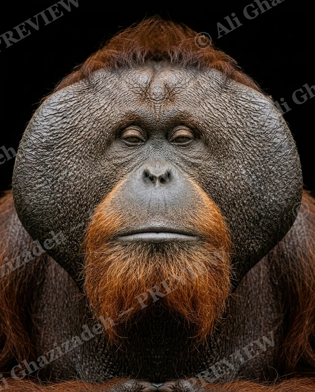 The Usual Suspects — Quiet Authority — Bornean orangutan artwork by Ali Ghazizadeh