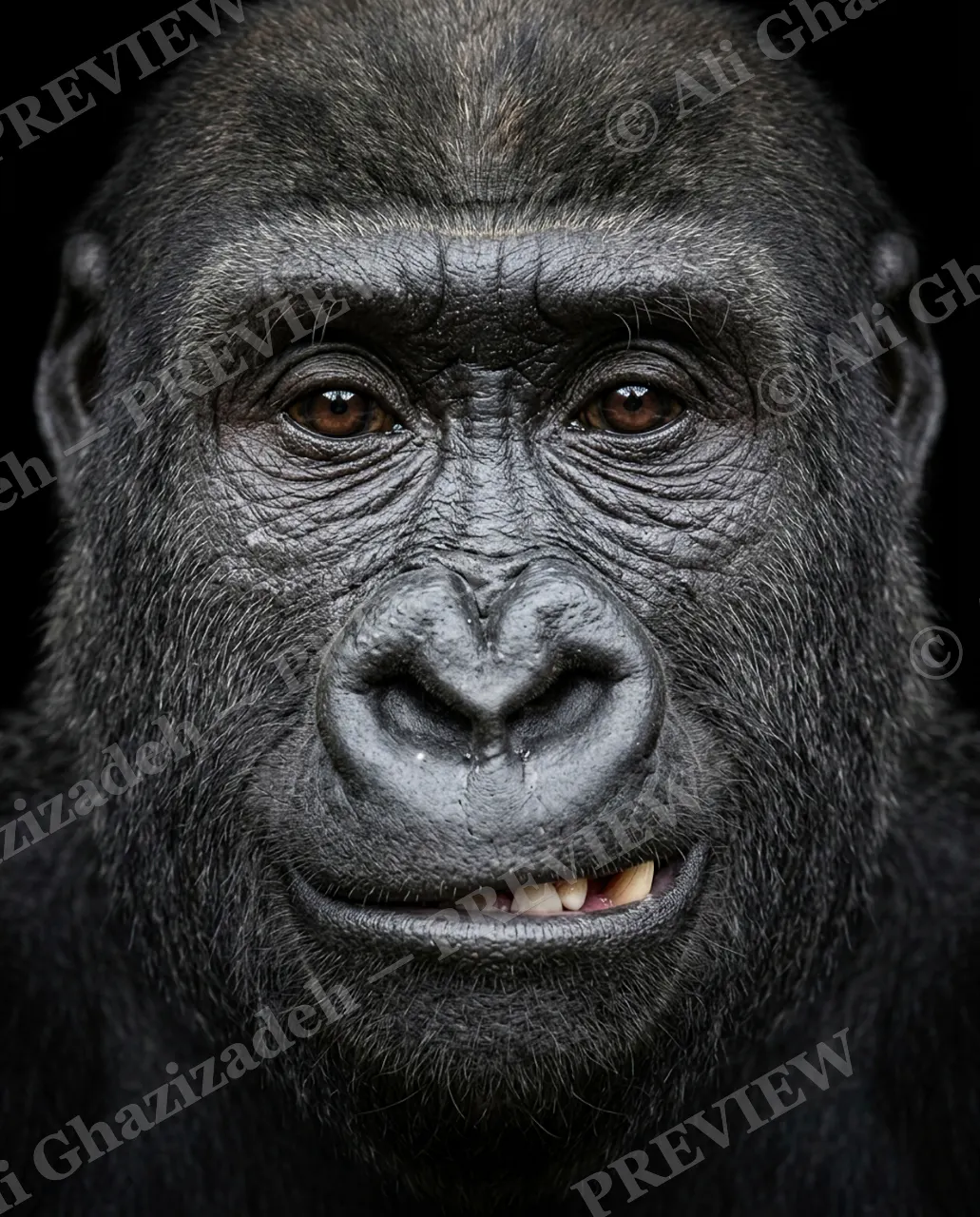 The Usual Suspects — Sly Smirk — Bornean orangutan artwork by Ali Ghazizadeh