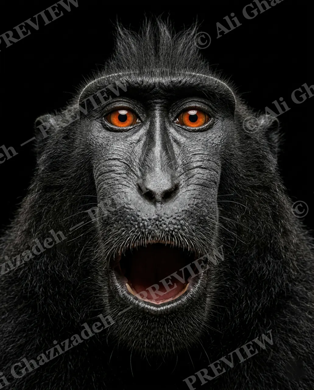 The Usual Suspects — Wide-Eyed Shock — Bornean orangutan artwork by Ali Ghazizadeh