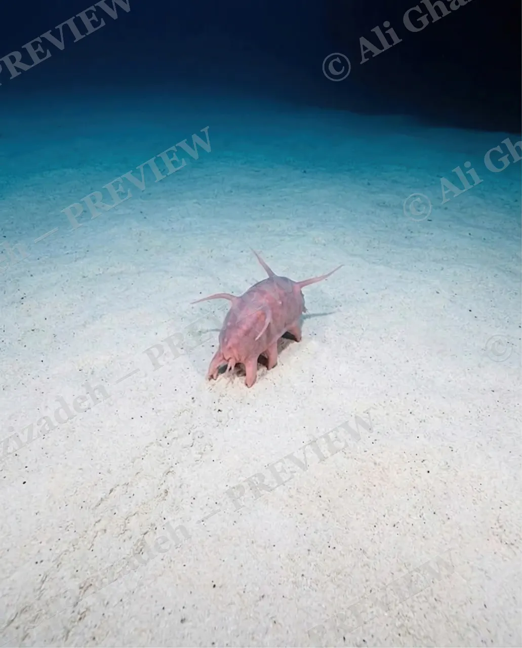 This Little Piggy — Alone in the Abyss — Sea cucumber artwork by Ali Ghazizadeh