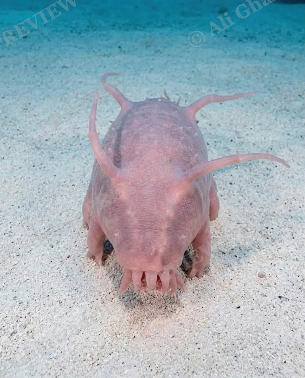 This Little Piggy — Ears to the Current — Sea cucumber artwork by Ali Ghazizadeh