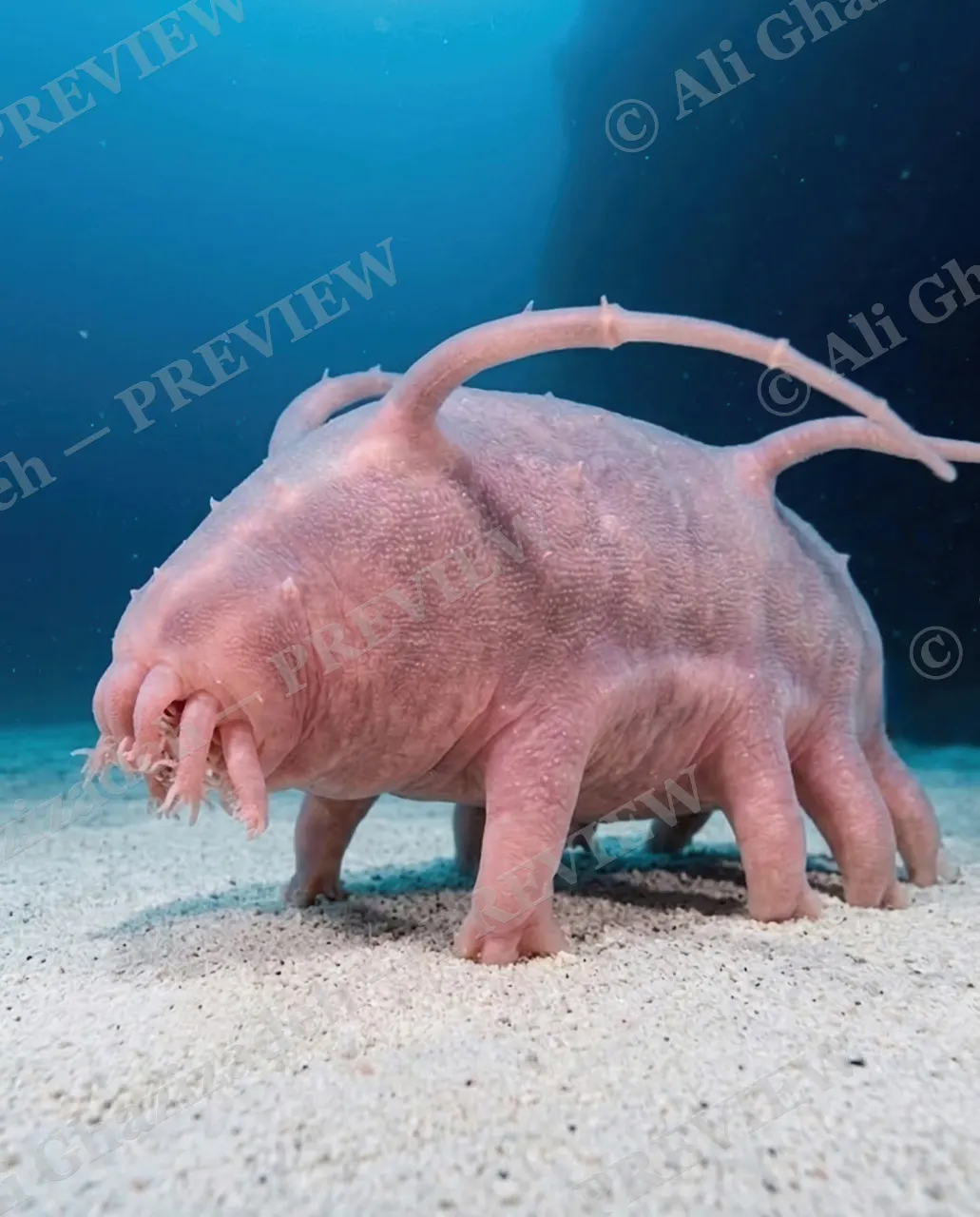 This Little Piggy — Piggy in Profile — Sea cucumber artwork by Ali Ghazizadeh