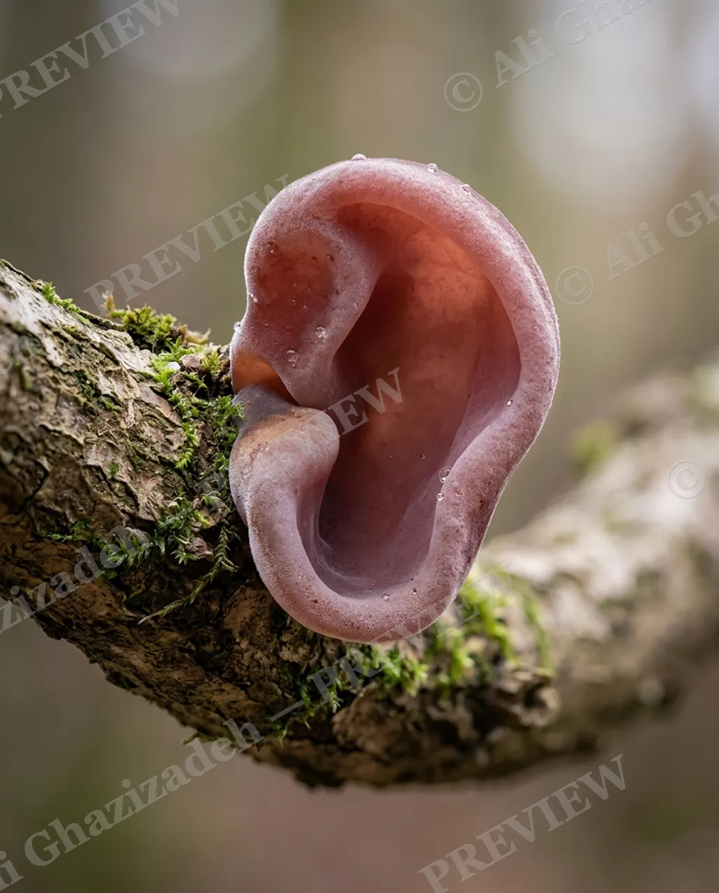 Wood Ear — The Wood Ear — Human artwork by Ali Ghazizadeh