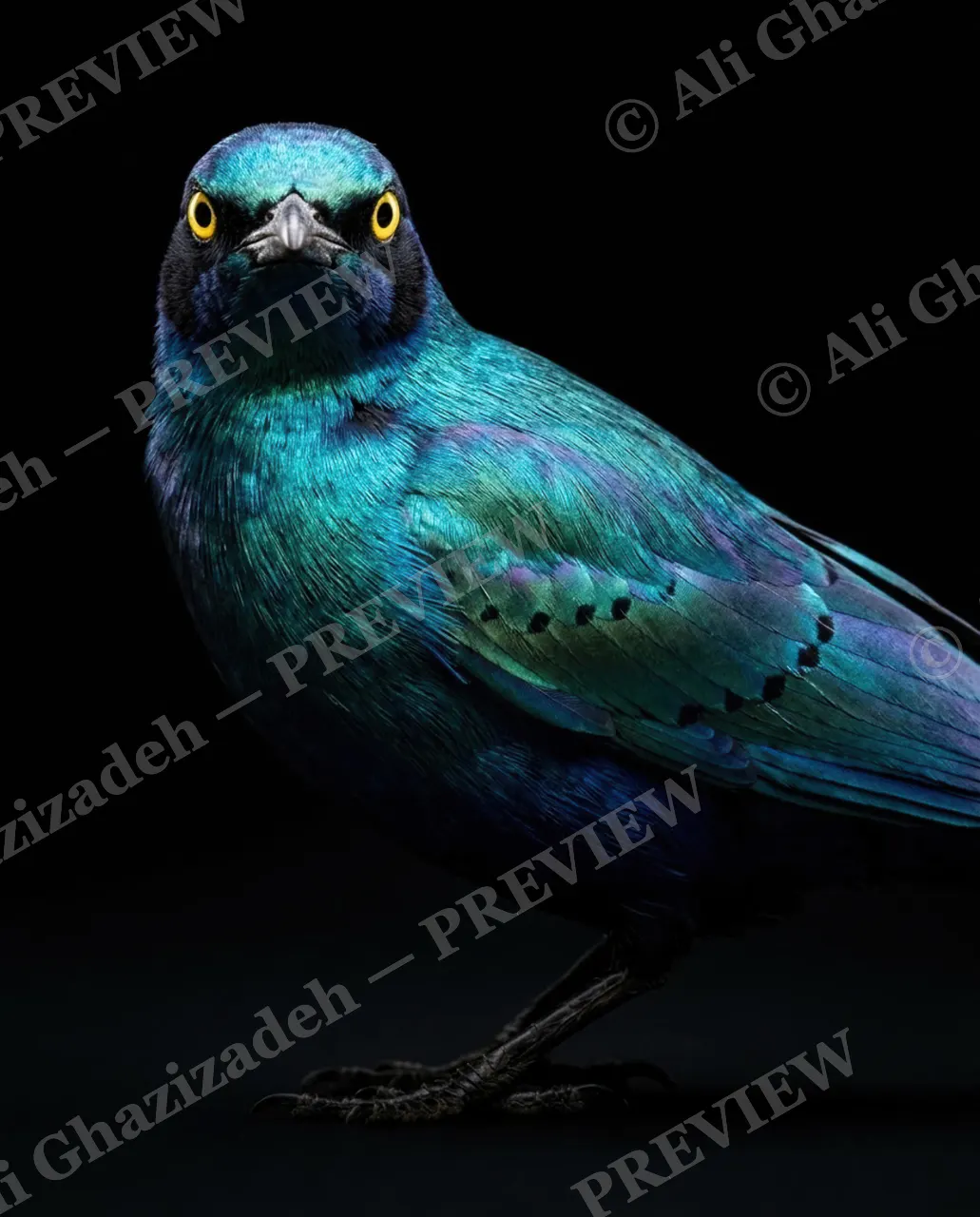 Trick of the Light — Eye to Eye — Starling artwork by Ali Ghazizadeh
