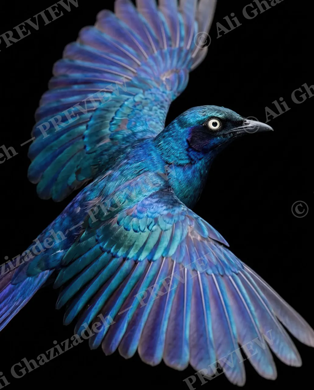 Trick of the Light — Mid-Flap — Starling artwork by Ali Ghazizadeh