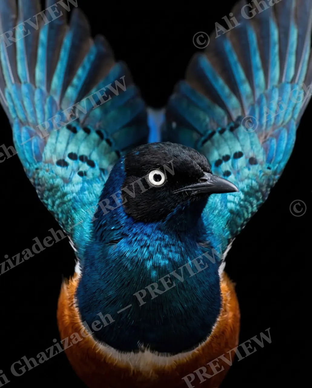 Trick of the Light — Rust-Chested and Bold — Starling artwork by Ali Ghazizadeh
